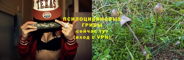 дмт Богданович